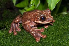 Rabb's Fringe-Limbed Tree Frog