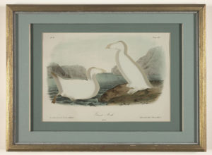 2008Ð9. Extinct by the late 19th Century. Artist-cut print from the Bowen Editions Royal Octavo Birds (1840Ð71). Eighth edition printed and hand-colored in 1871 (just prior to plates being burned in warehouse fire). 6 3/4 x 10 3/8 inches. Photography by David W. Coulter.